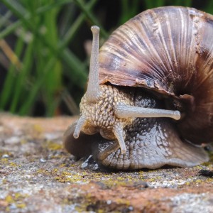 Snail